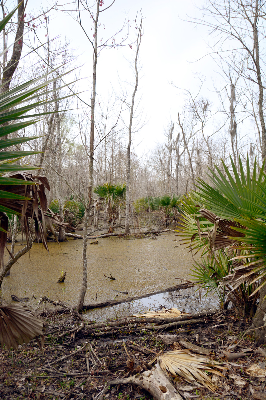 2015-02-15, 013, Jean Lafitte NP, Barataria, LA