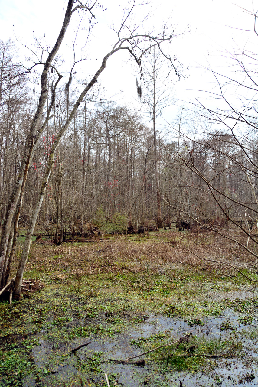 2015-02-15, 019, Jean Lafitte NP, Barataria, LA