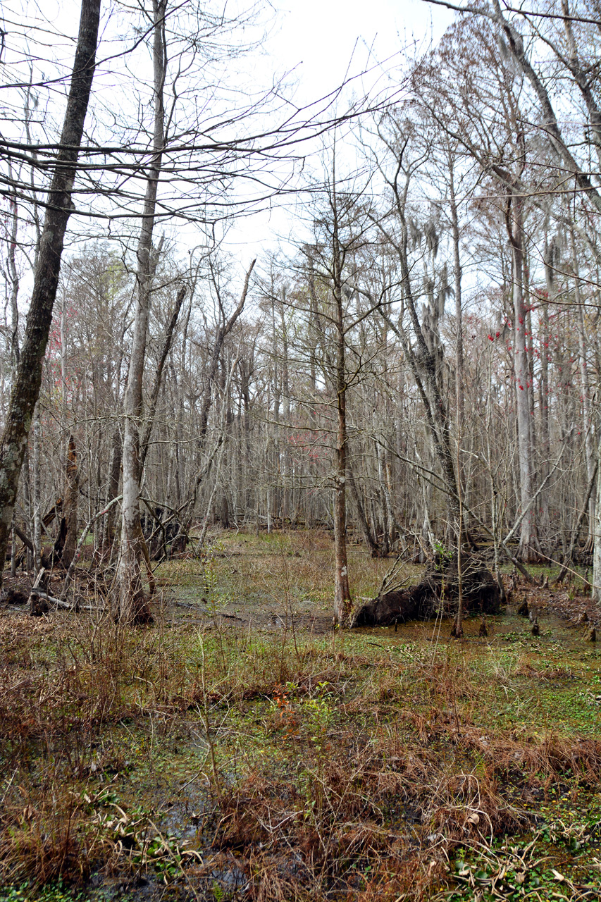 2015-02-15, 020, Jean Lafitte NP, Barataria, LA