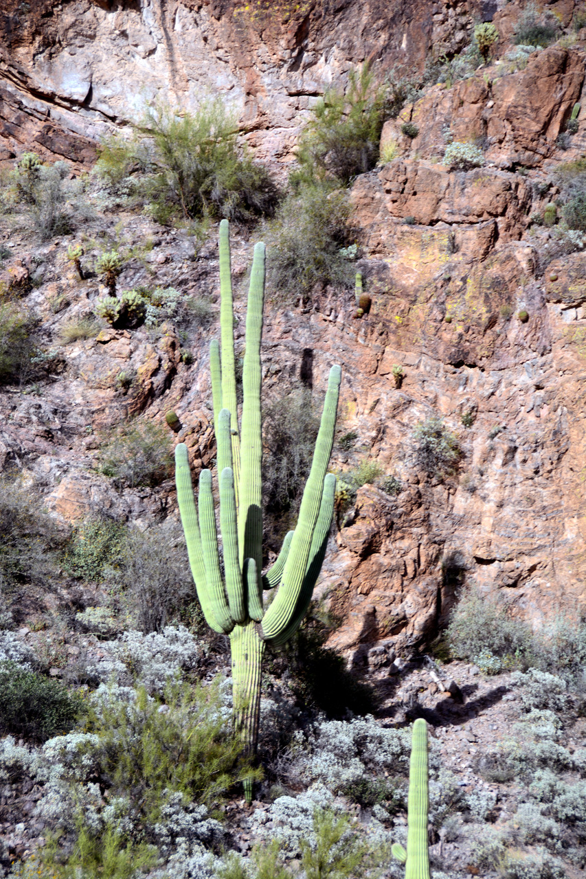 2015-03-26, 025, Dolly Steemboat, Tonto NF