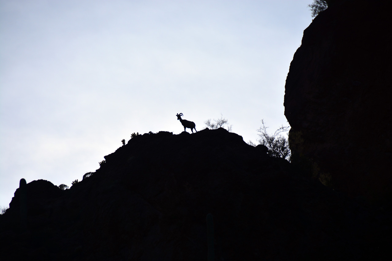2015-03-26, 031, Dolly Steemboat, Tonto NF
