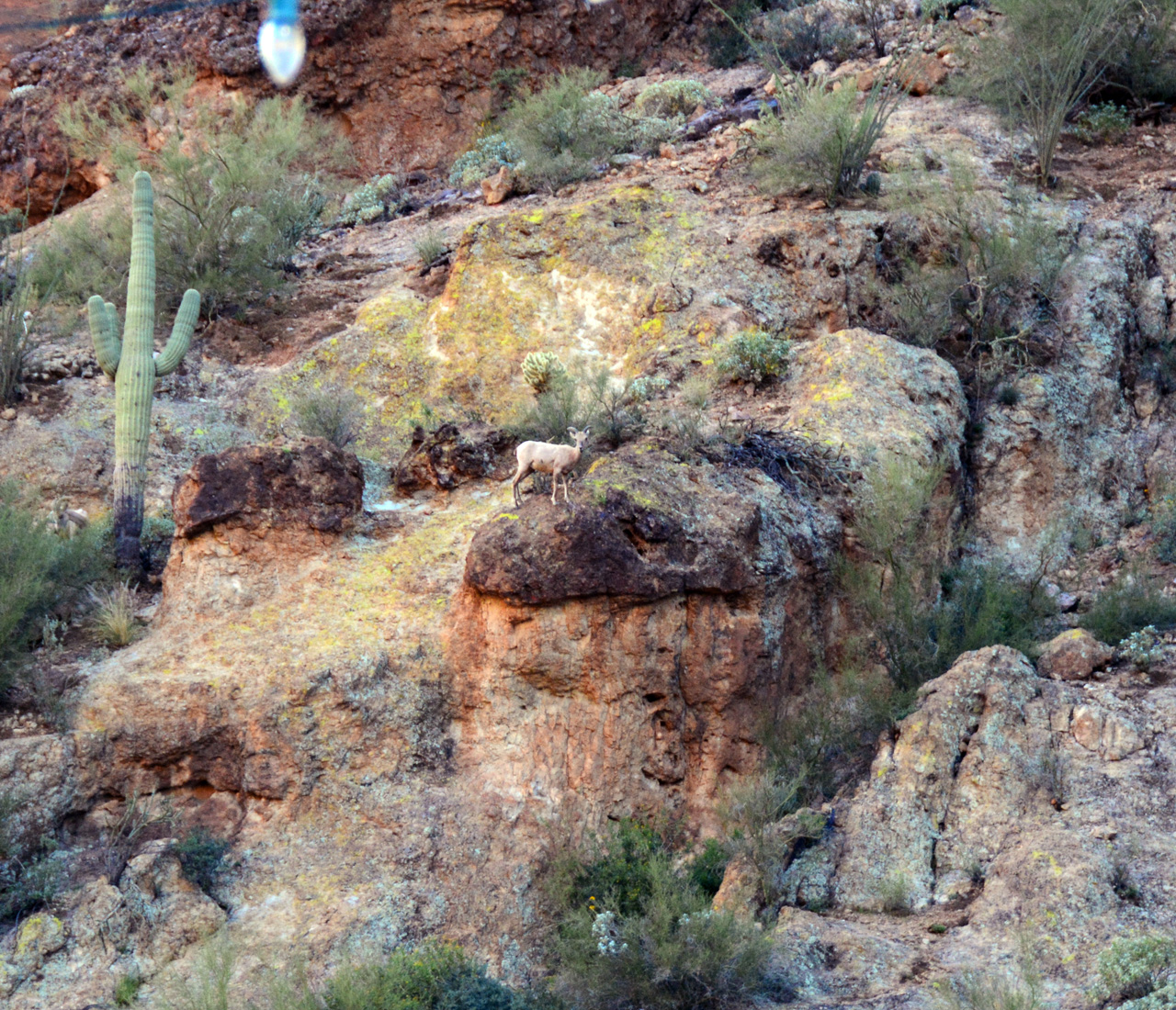 2015-03-26, 035, Dolly Steemboat, Tonto NF