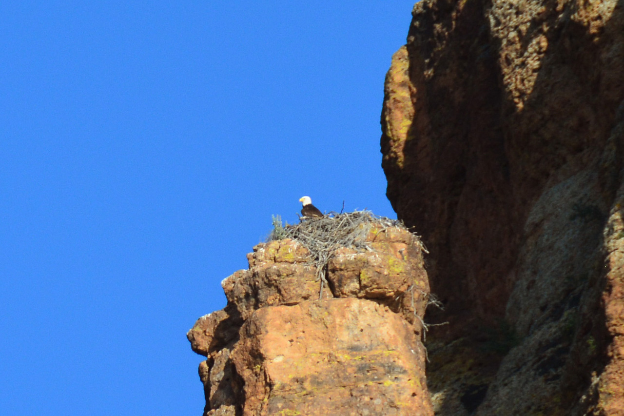 2015-03-26, 041, Dolly Steemboat, Tonto NF