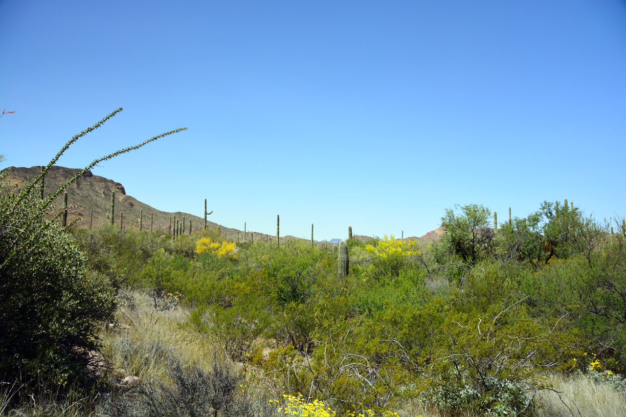 2015-04-08, 018, Ajo Mtn, Dr, Organ Pipe Cactus NP, AZ