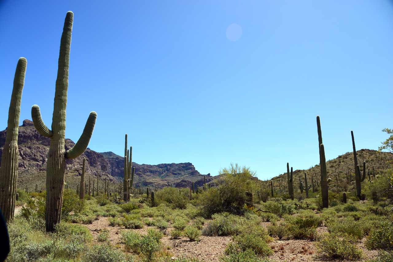 2015-04-08, 020, Ajo Mtn, Dr, Organ Pipe Cactus NP, AZ