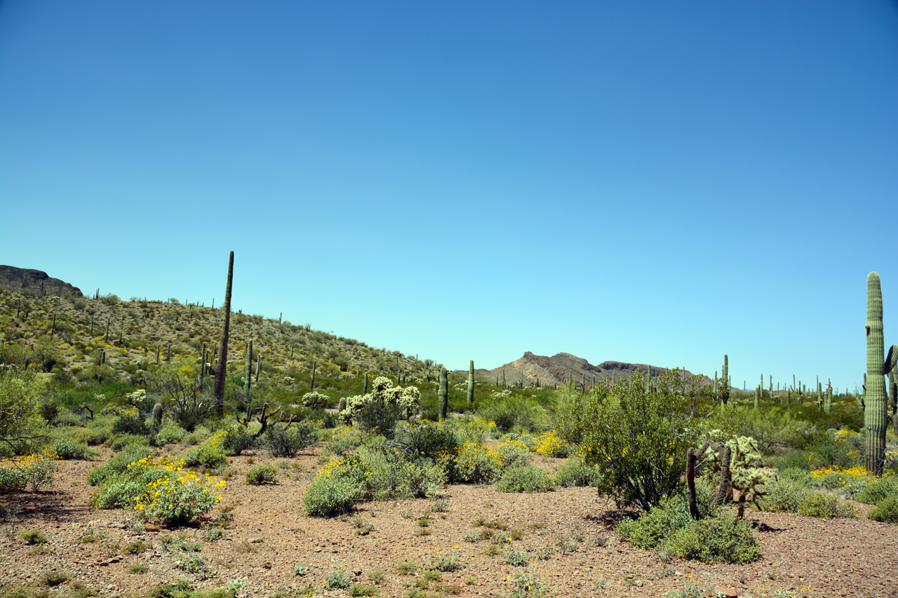 2015-04-08, 022, Ajo Mtn, Dr, Organ Pipe Cactus NP, AZ