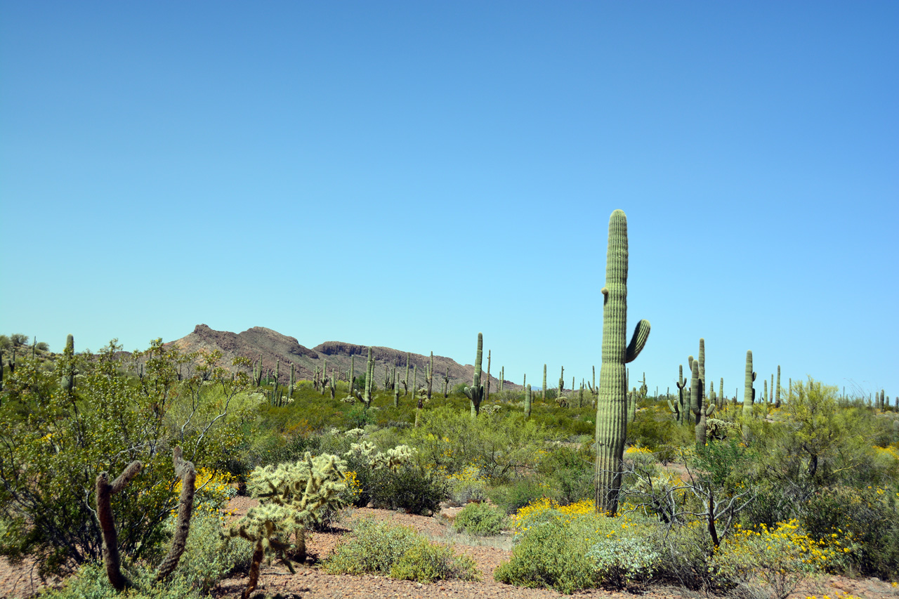 2015-04-08, 023, Ajo Mtn, Dr, Organ Pipe Cactus NP, AZ
