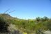 2015-04-08, 018, Ajo Mtn, Dr, Organ Pipe Cactus NP, AZ