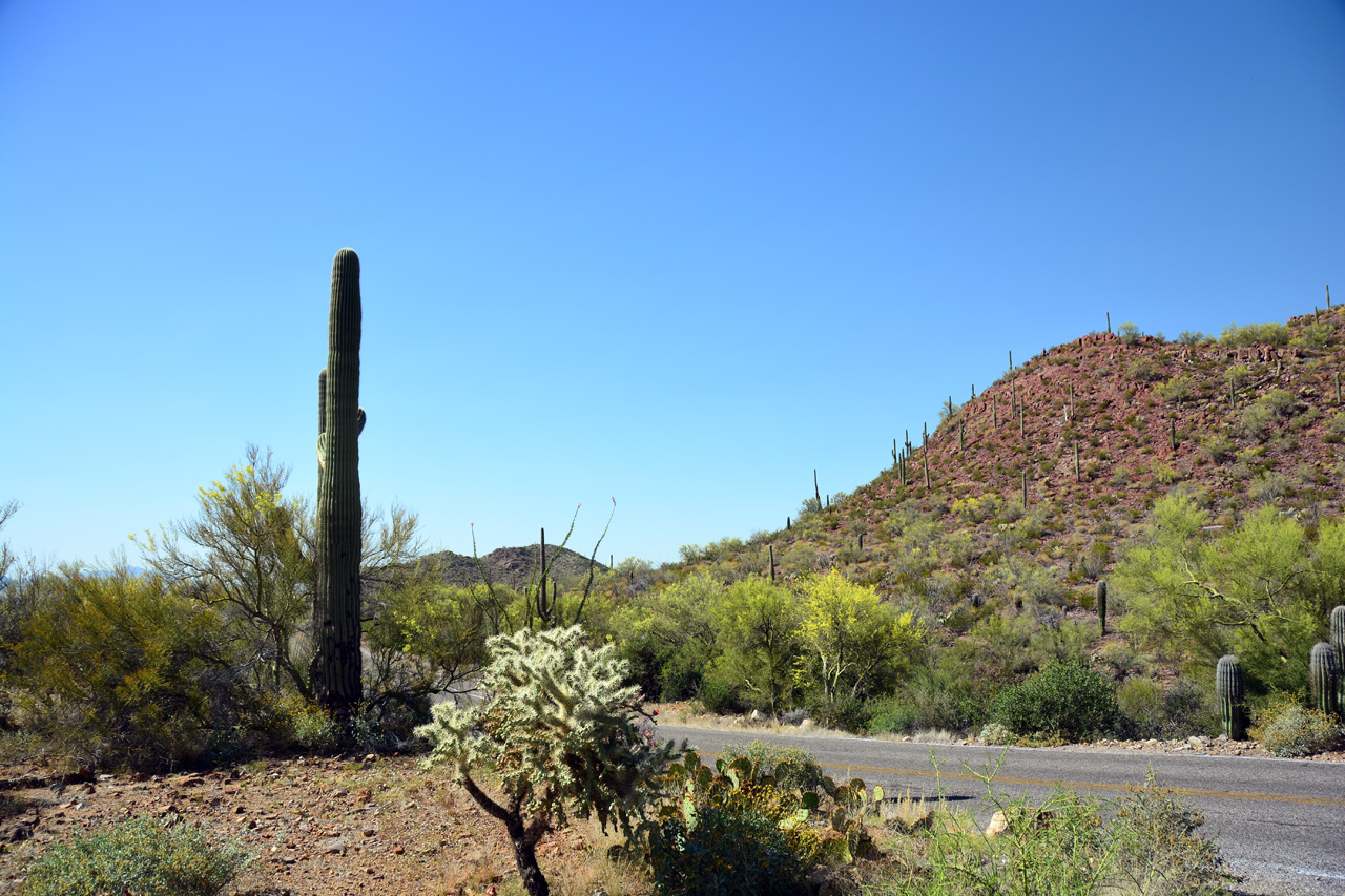 2015-04-08, 003, Hohokam Rd, Saguaro NP, AZ