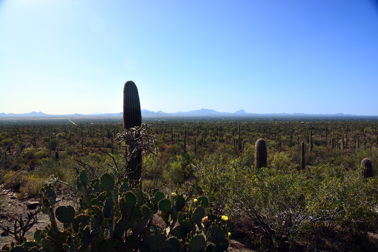 2015-04-08, 019, Hohokam Rd, Saguaro NP, AZ