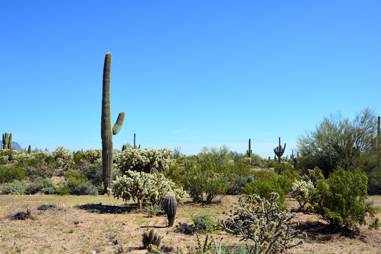 2015-03-26, 002, Tonto National Forest, AZ