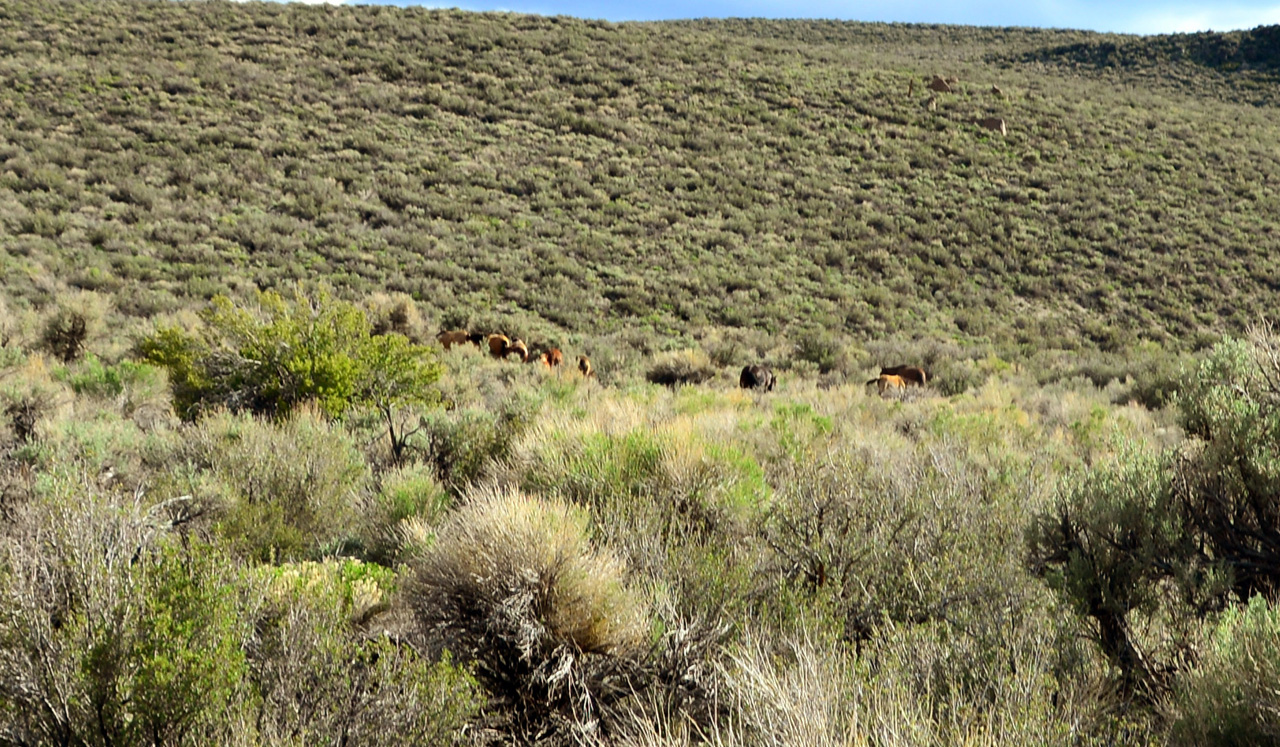 2015-06-12, 006, Wild Horses, Along CA-120.JPG