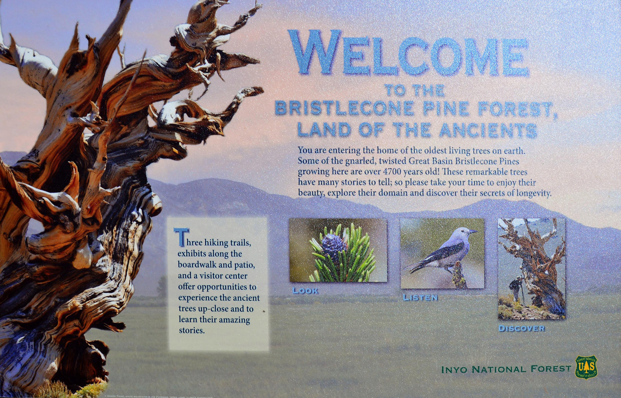 2015-06-01, 005, Ancient Bristlecone Pine Forest, CA