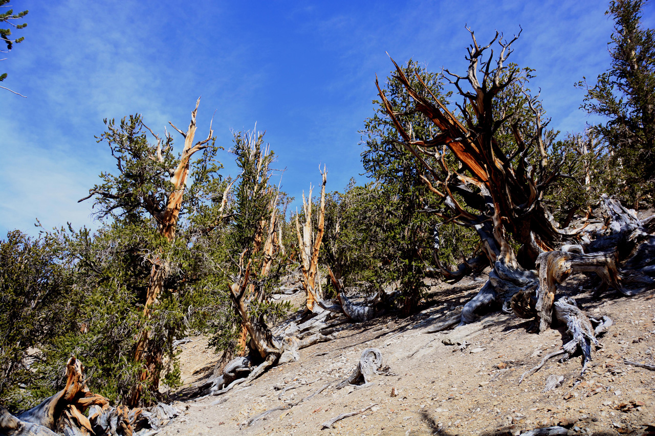 2015-06-01, 024, Schulman Grove - Methuselah Trai