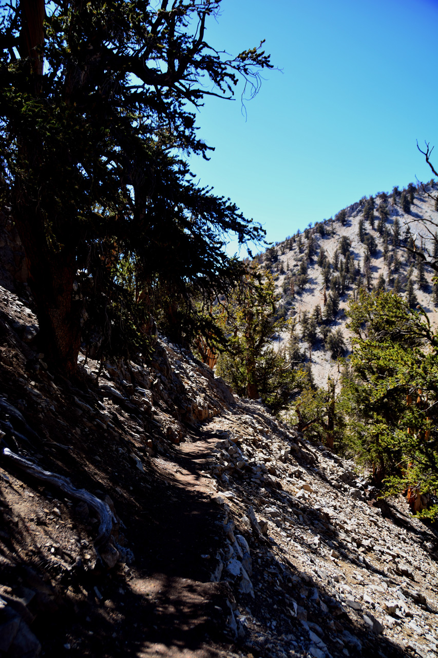 2015-06-01, 034, Schulman Grove - Methuselah Trail 