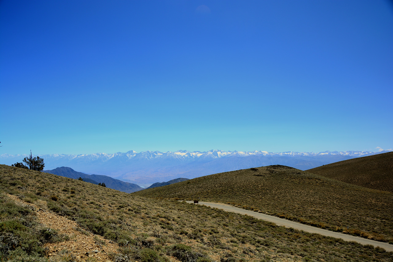 2015-06-02, 017, Schulman Grove - Bristlecone Cabin Trail