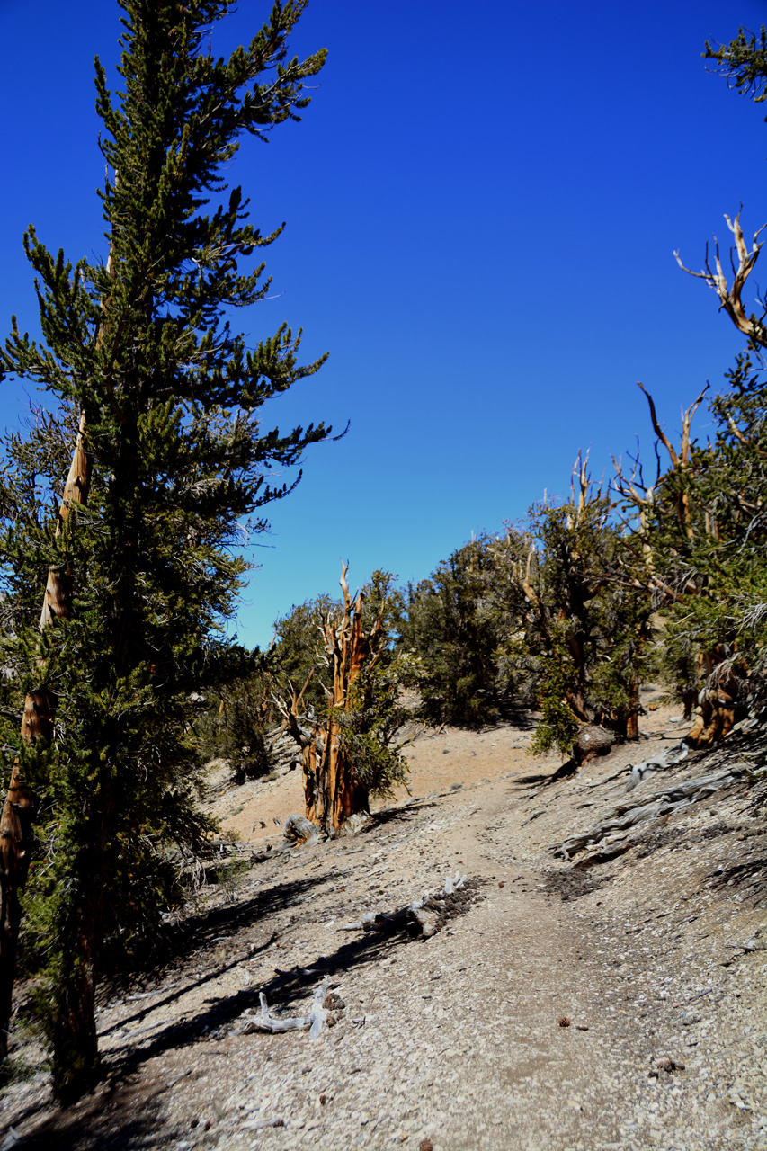 2015-06-02, 024, Schulman Grove - Bristlecone Cabin Trail