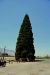 2015-06-01, 001, Ancient Bristlecone Pine Forest, CA