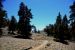 2015-06-02, 009, Schulman Grove - Bristlecone Cabin Trail