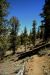 2015-06-02, 027, Schulman Grove - Bristlecone Cabin Trail