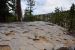 2015-06-06, 026, Devils Postpile NM, CA