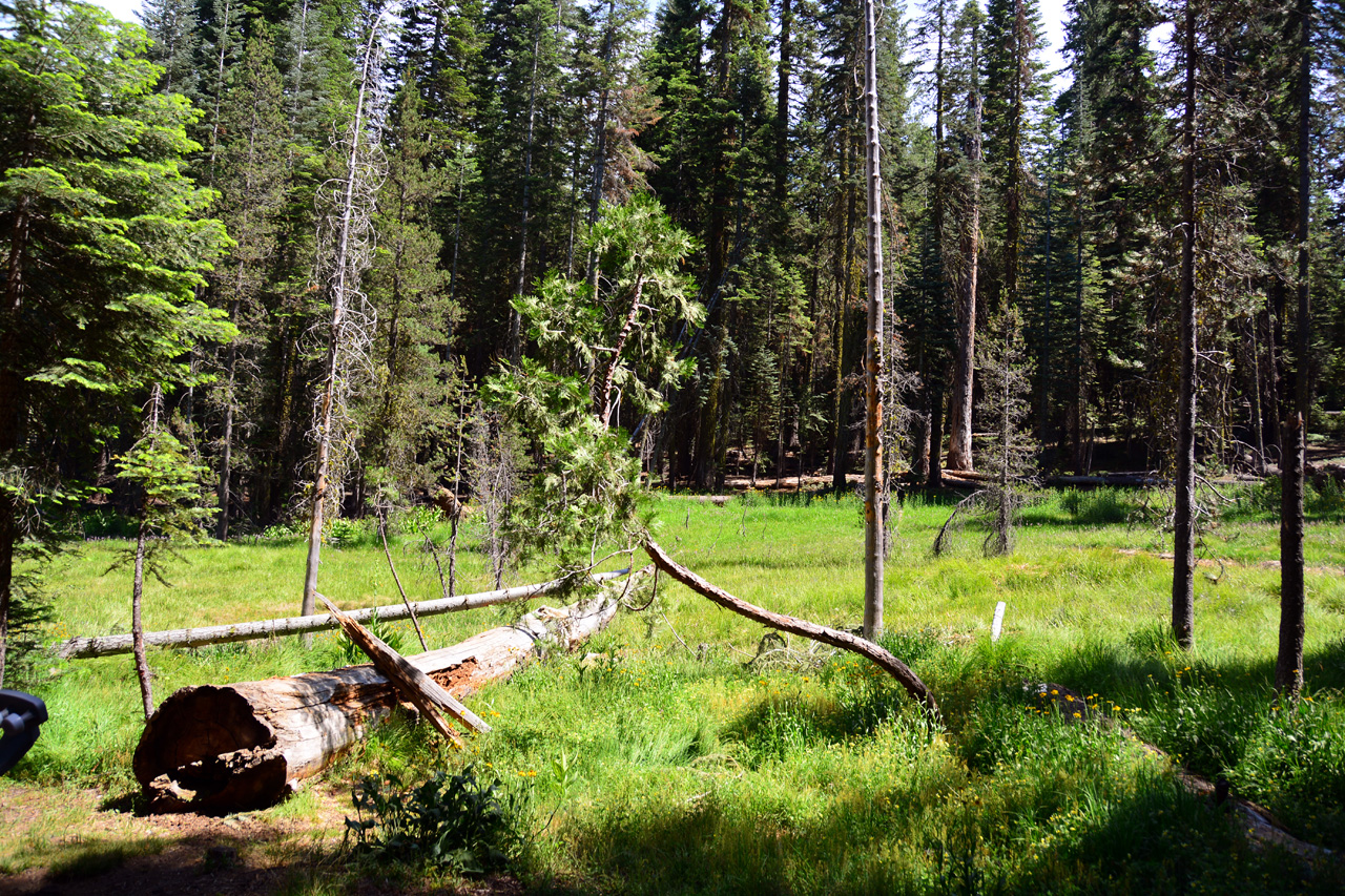 2015-06-28, 012, Yosemite NP, Crane Flat CG, Site 306