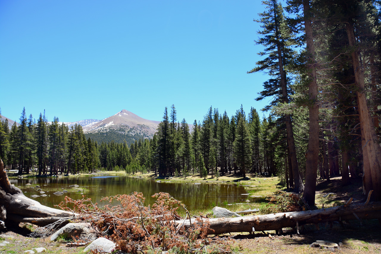 2015-06-15, 013, Yosemite NP, The Meadows