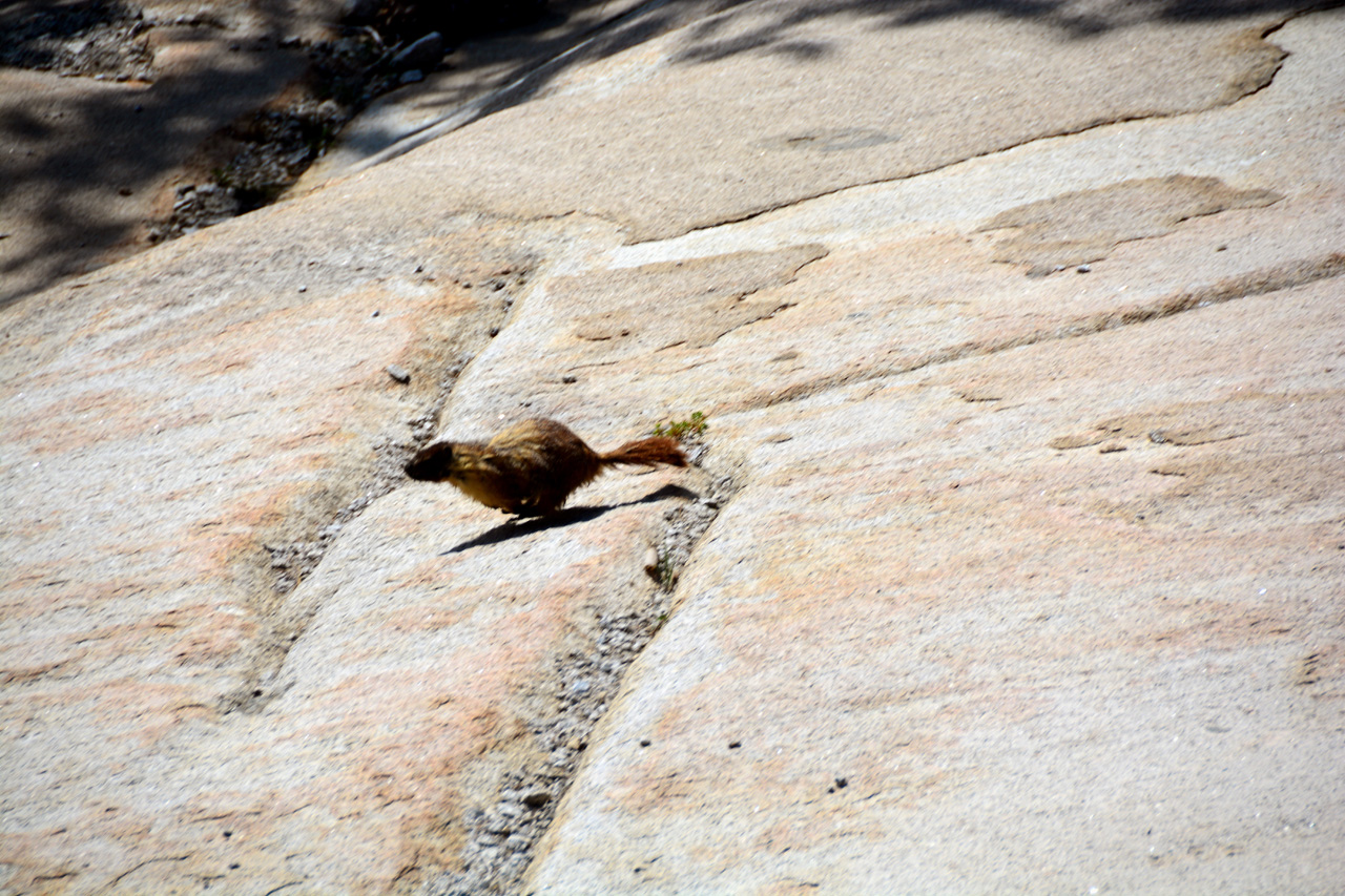 2015-06-28, 008, Yosemite NP, Marmot, CA