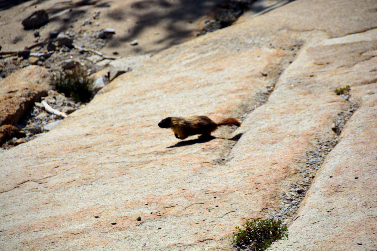 2015-06-28, 009, Yosemite NP, Marmot, CA