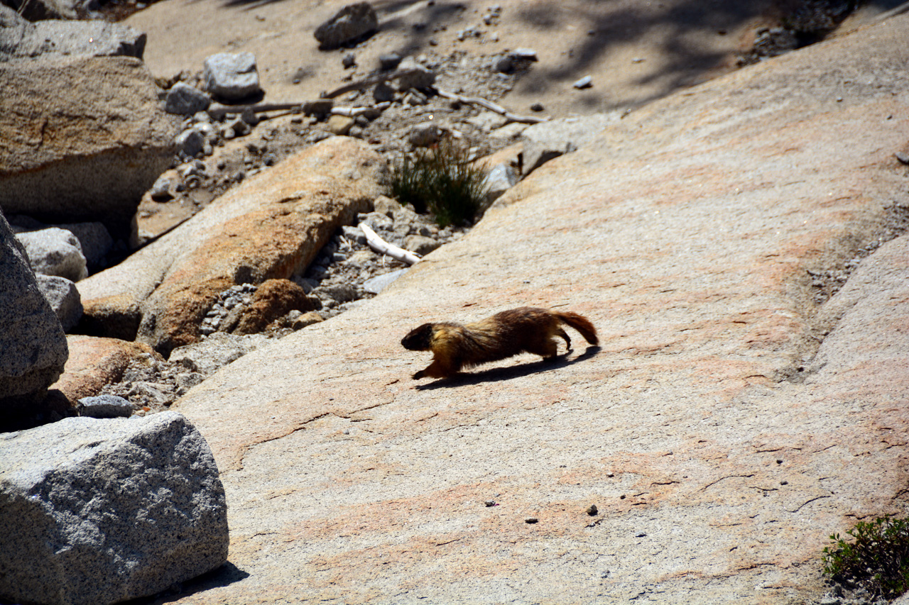 2015-06-28, 010, Yosemite NP, Marmot, CA