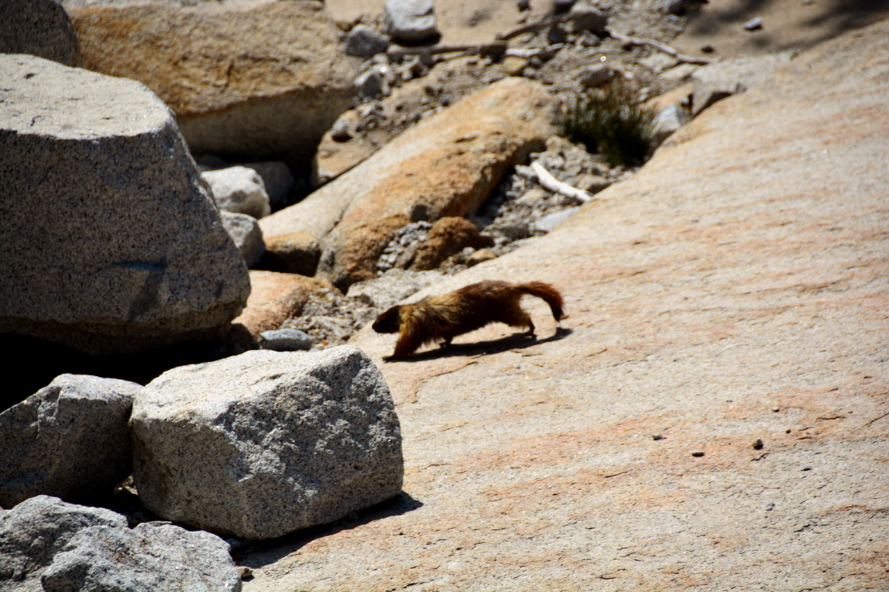 2015-06-28, 011, Yosemite NP, Marmot, CA