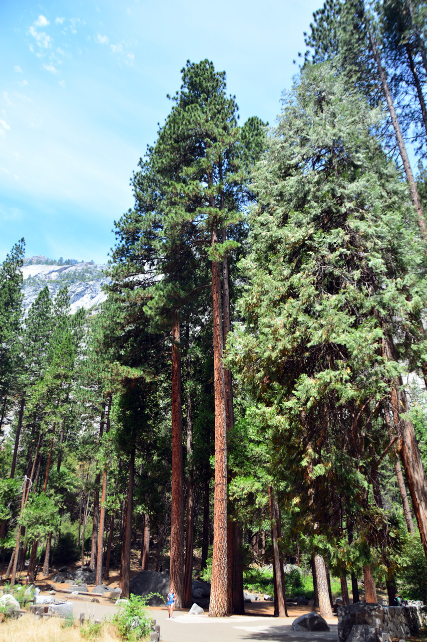2015-06-29, 020, Yosemite NP, Yosemite Falls, CA