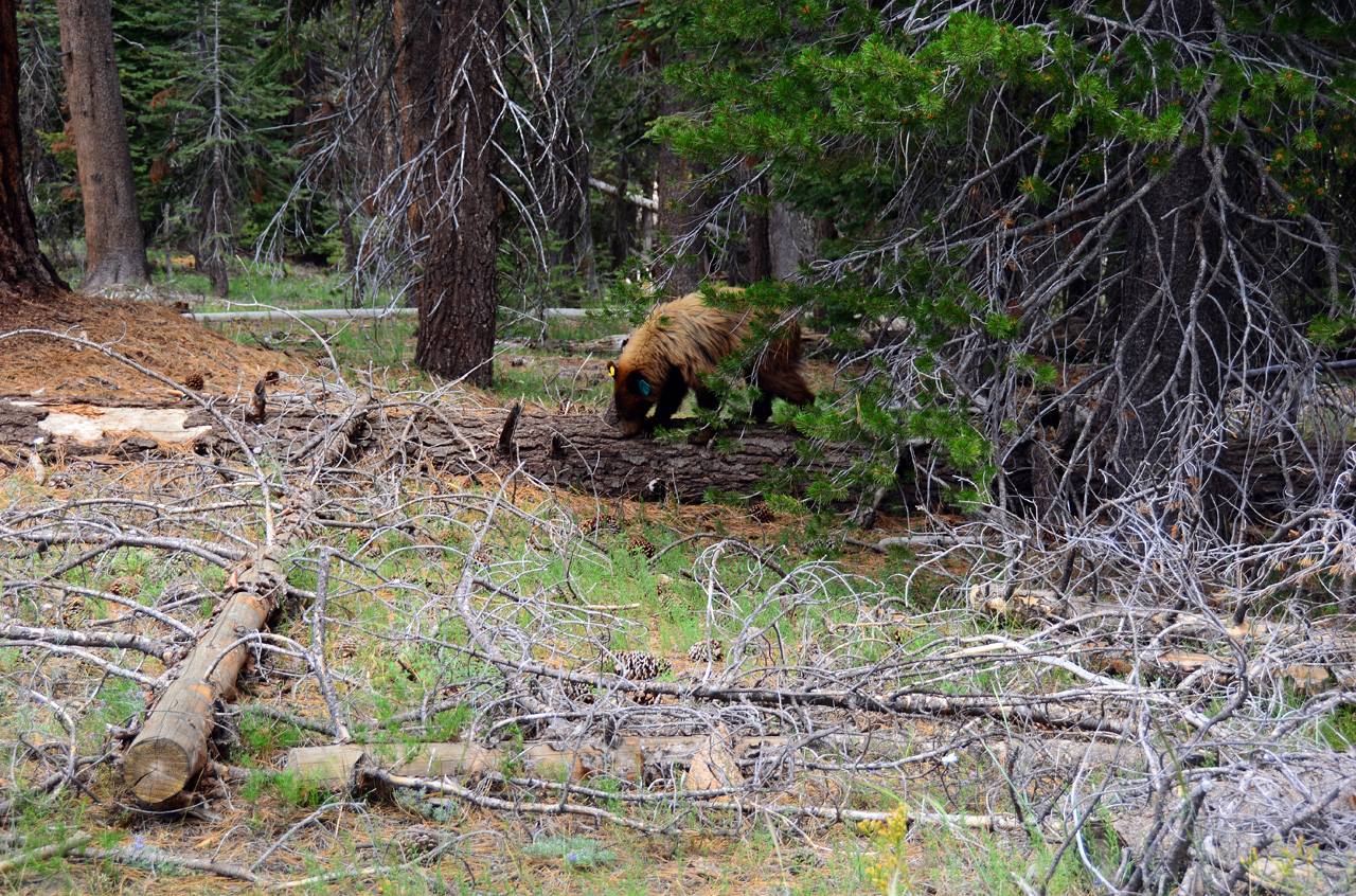2015-06-30, 044, Yosemite NP, Bear, CA