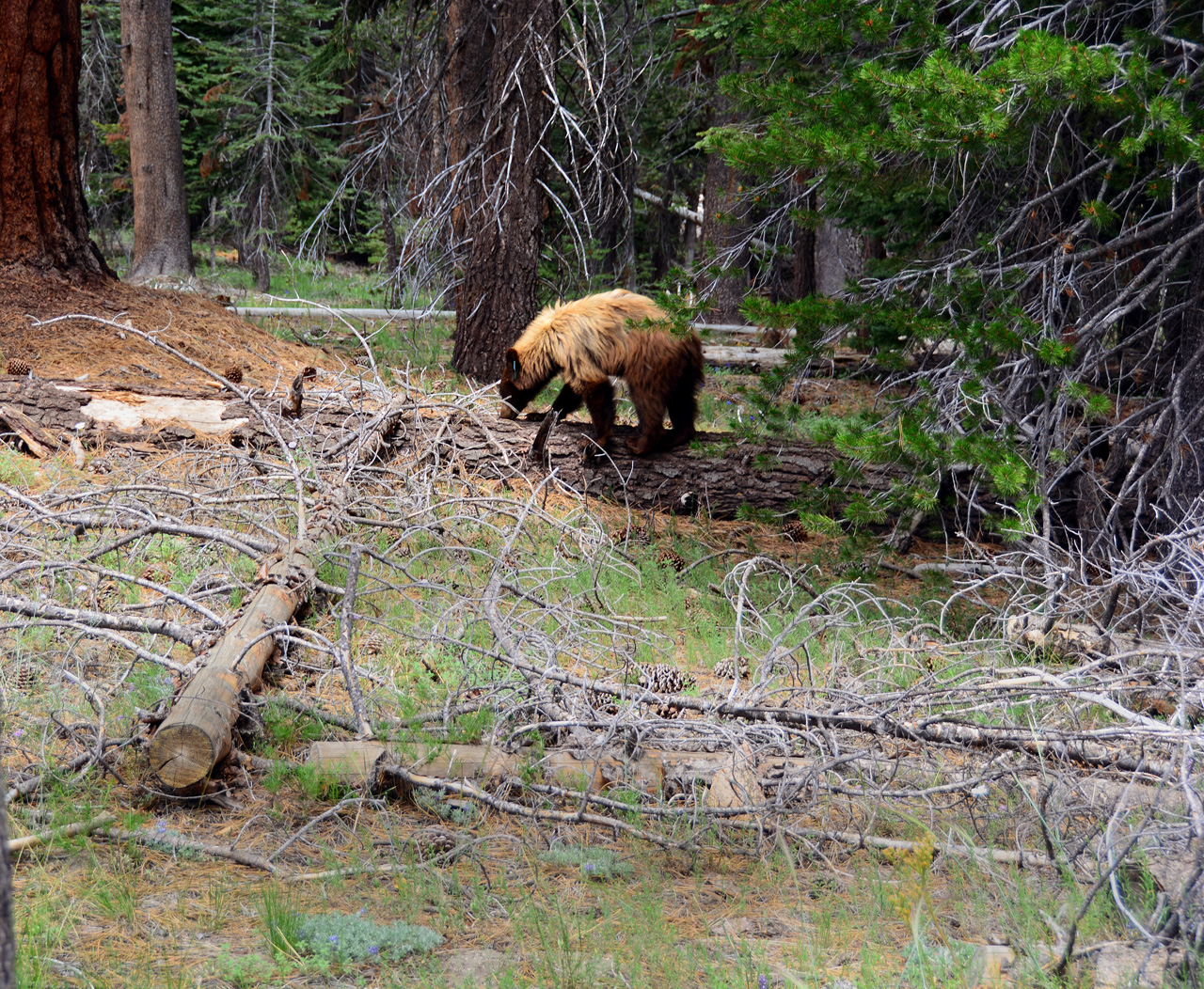 2015-06-30, 046, Yosemite NP, Bear, CA