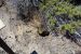 2015-07-06, 021, Lava Beds NP, Black Crater Trail, CA