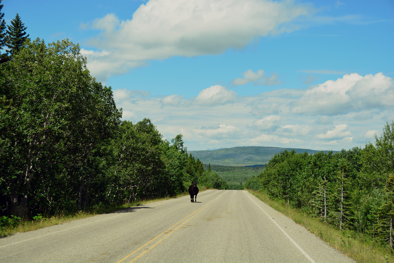 2015-07-18, 109, Glacier NP, MT, Along Chief Mtn Hwy