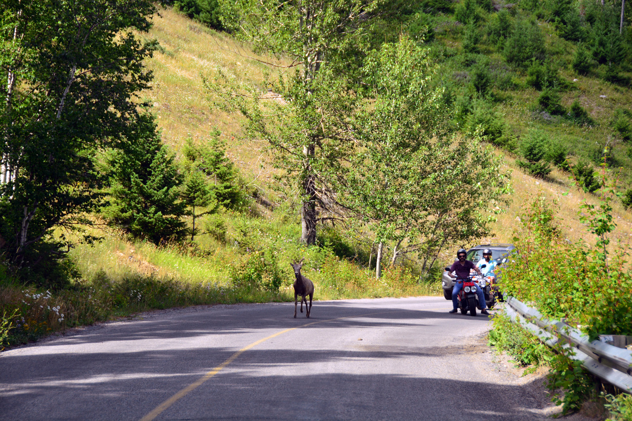 2015-07-19, 090, Waterton Lakes NP, Canada, Mtn Goats