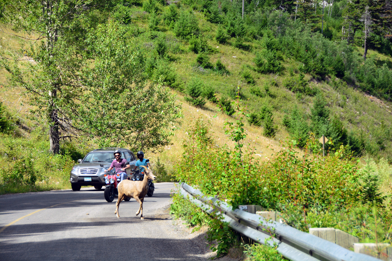 2015-07-19, 091, Waterton Lakes NP, Canada, Mtn Goats