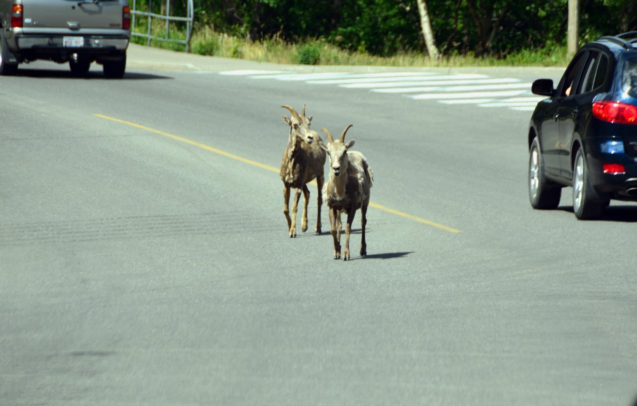 2015-07-19, 101, Waterton Lakes NP, Canada, Mtn Goats