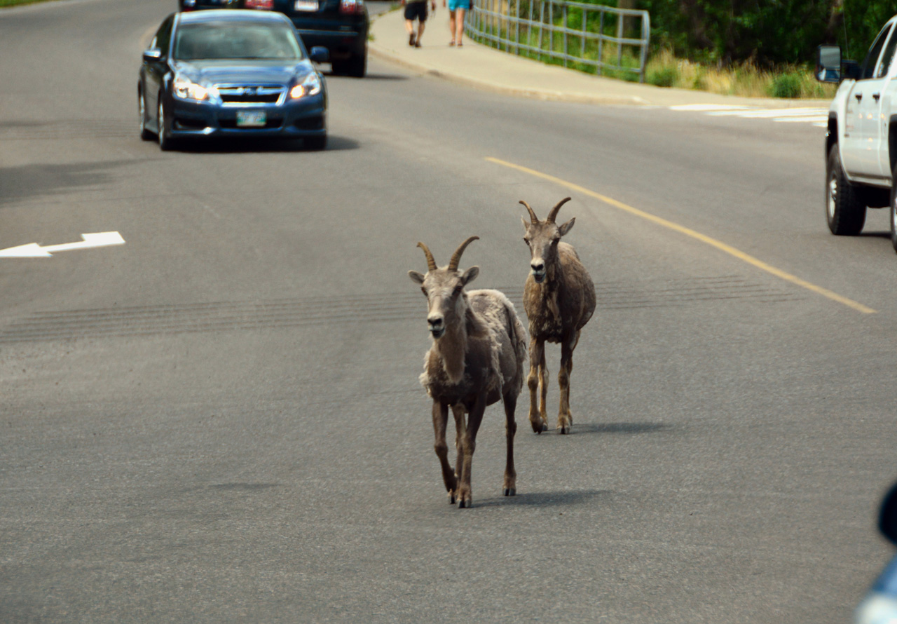 2015-07-19, 102, Waterton Lakes NP, Canada, Mtn Goats