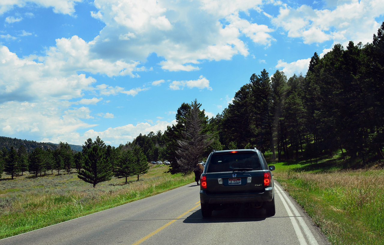 2015-07-26, 065, Yellowstone NP, WY, Buffalo on Road