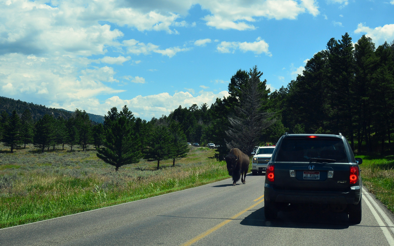 2015-07-26, 066, Yellowstone NP, WY, Buffalo on Road