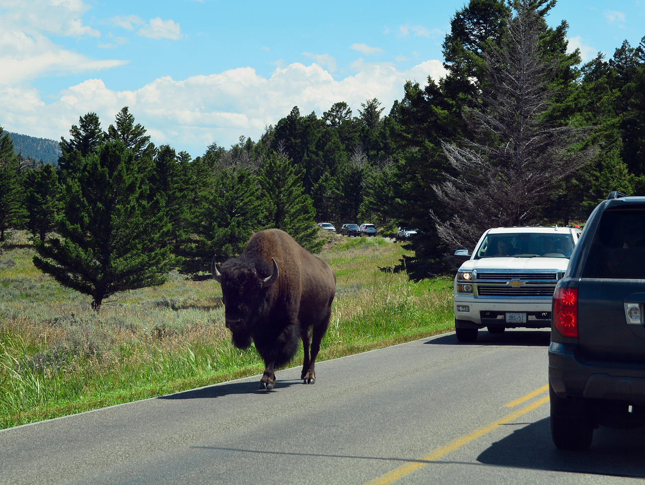 2015-07-26, 067, Yellowstone NP, WY, Buffalo on Road