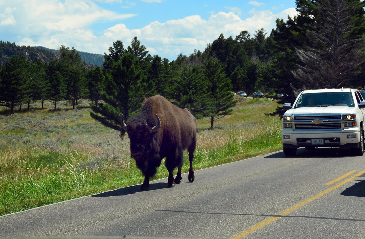 2015-07-26, 068, Yellowstone NP, WY, Buffalo on Road