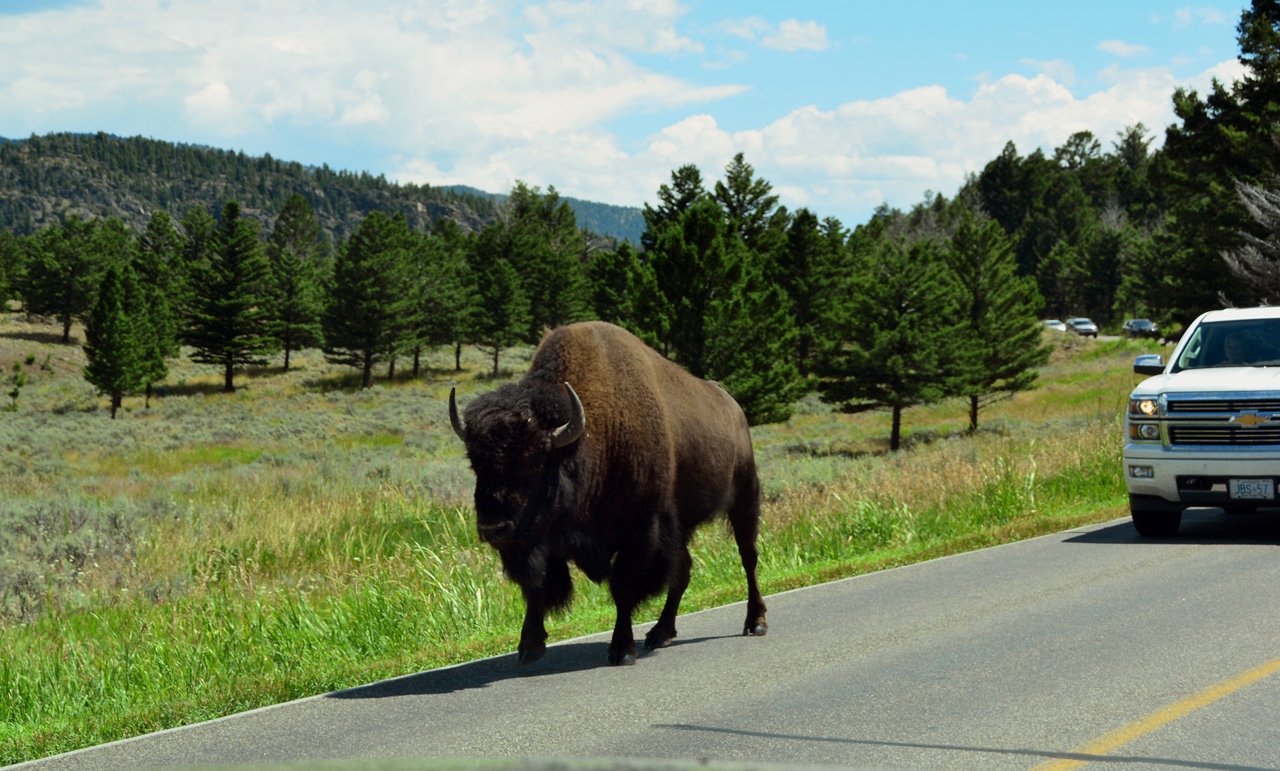 2015-07-26, 069, Yellowstone NP, WY, Buffalo on Road