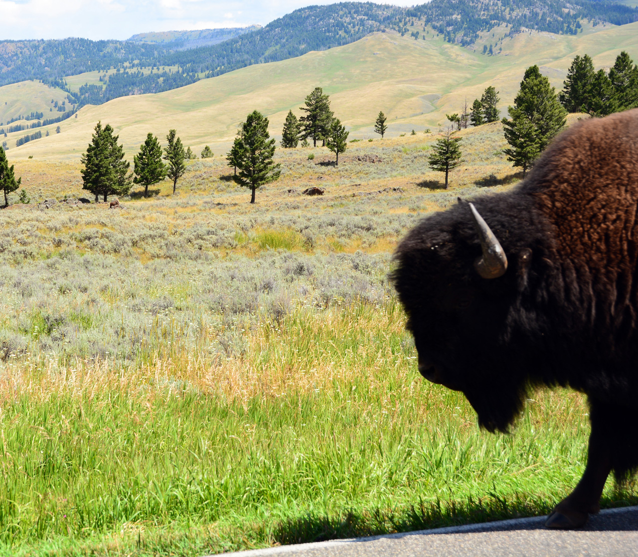 2015-07-26, 070, Yellowstone NP, WY, Buffalo on Road