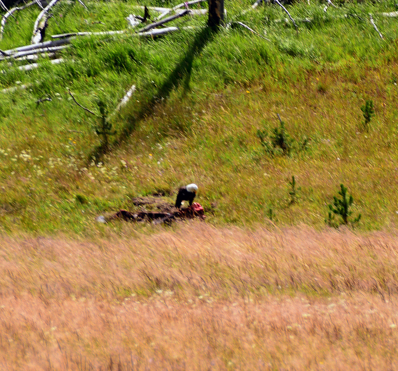 2015-07-26, 083, Yellowstone NP, WY, Eagle with Kill