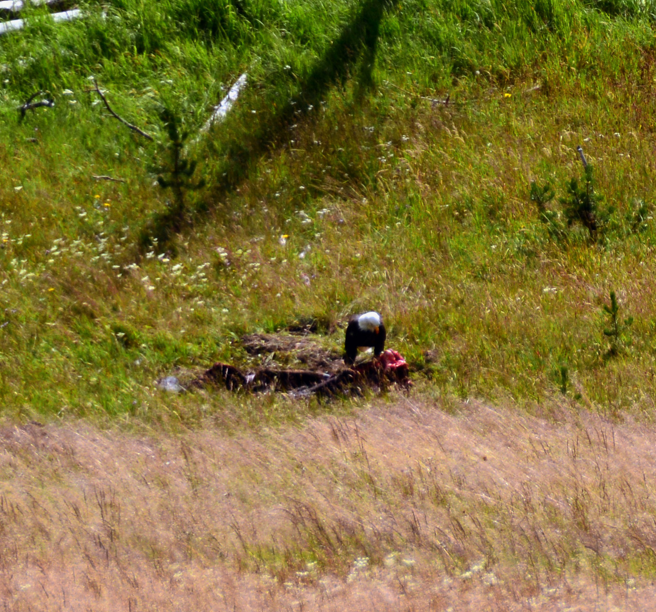 2015-07-26, 084, Yellowstone NP, WY, Eagle with Kill