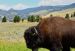 2015-07-26, 071, Yellowstone NP, WY, Buffalo on Road