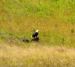 2015-07-26, 081, Yellowstone NP, WY, Eagle with Kill